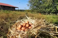 Photo-oeufs-dans-paille-