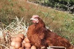 Photo-poules-sur-nid-doeufs