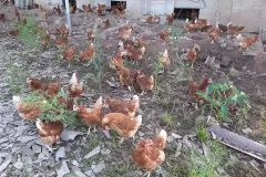 photo-des-poules