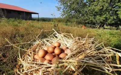 Achat d’œufs dans les Vosges : des œufs d’une grande qualité