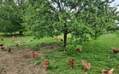 Vente d’œufs frais plein air