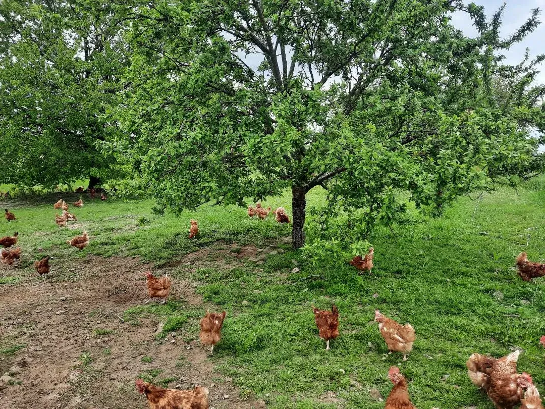 Vente d’œufs frais plein air