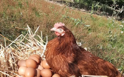 Œufs en circuit court dans les Vosges : réduire votre empreinte carbone avec des œufs locaux